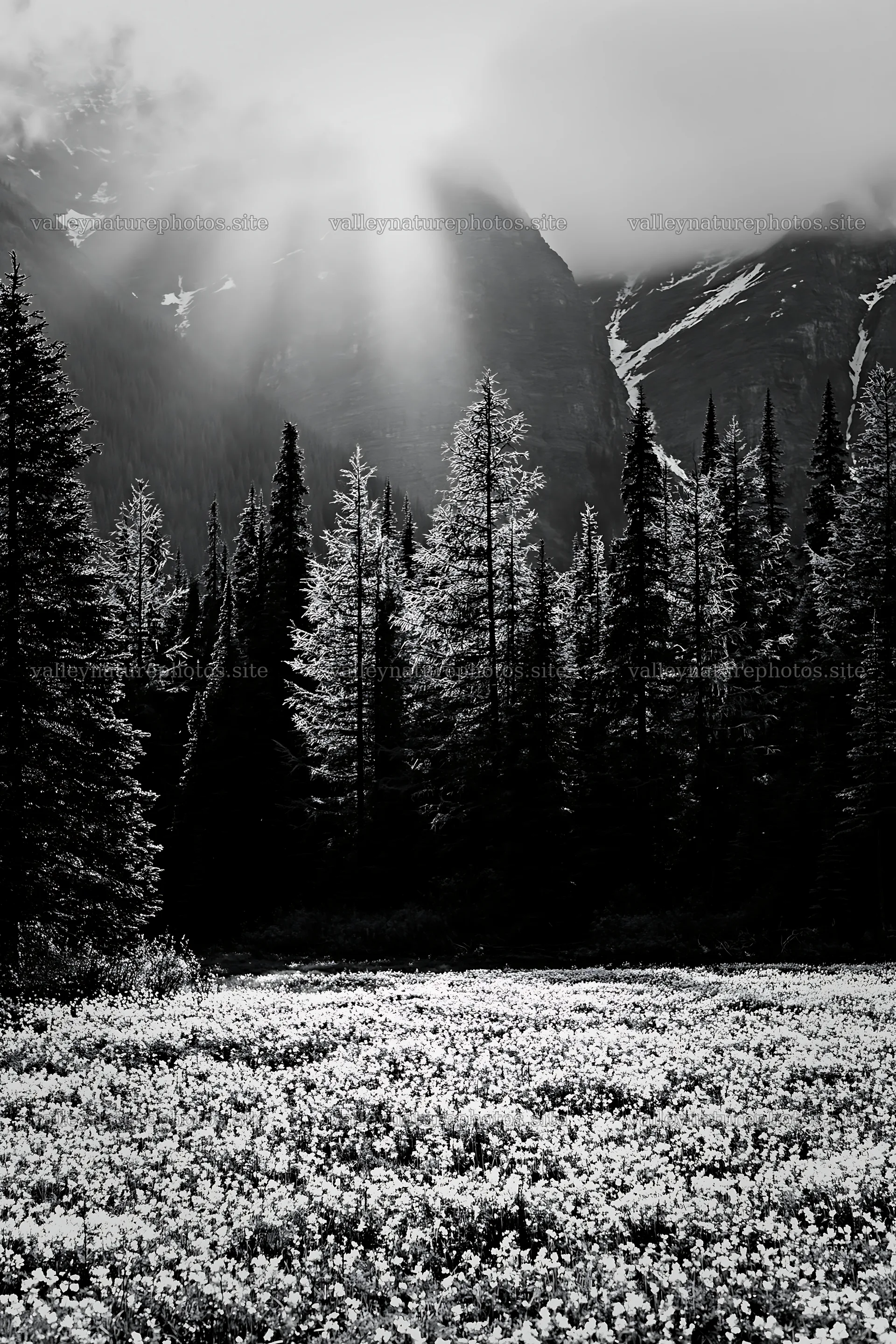 Banff meadow with snowy Rockies and bright sunlight – nature photography 6480x9722