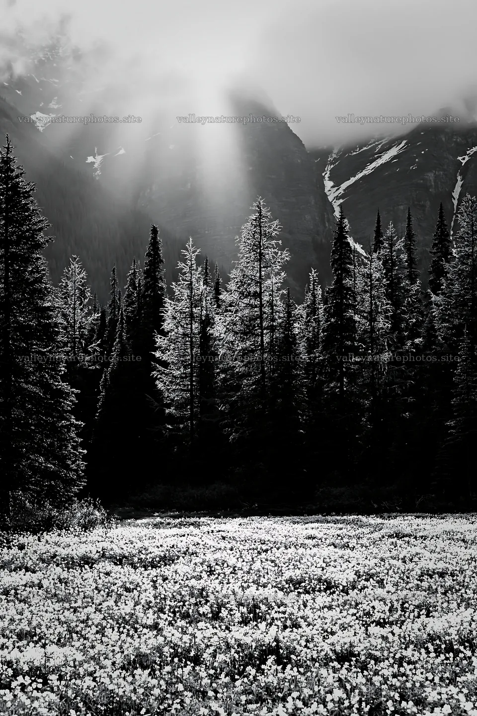 Banff meadow with snowy Rockies and bright sunlight – nature photography 6480x9722