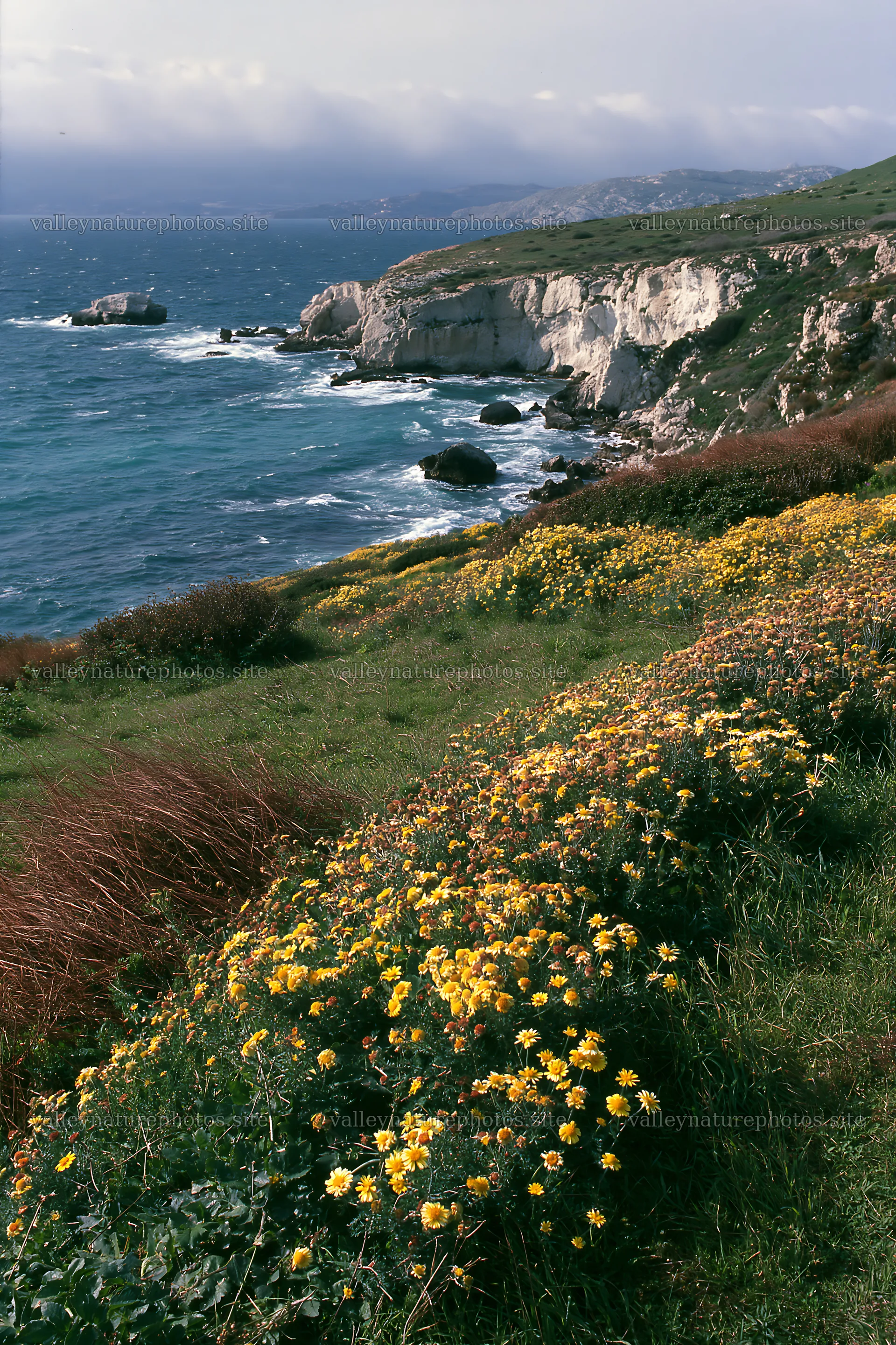 Italian meadow along rocky coast with flowers and sea view – nature photography 6480x9722