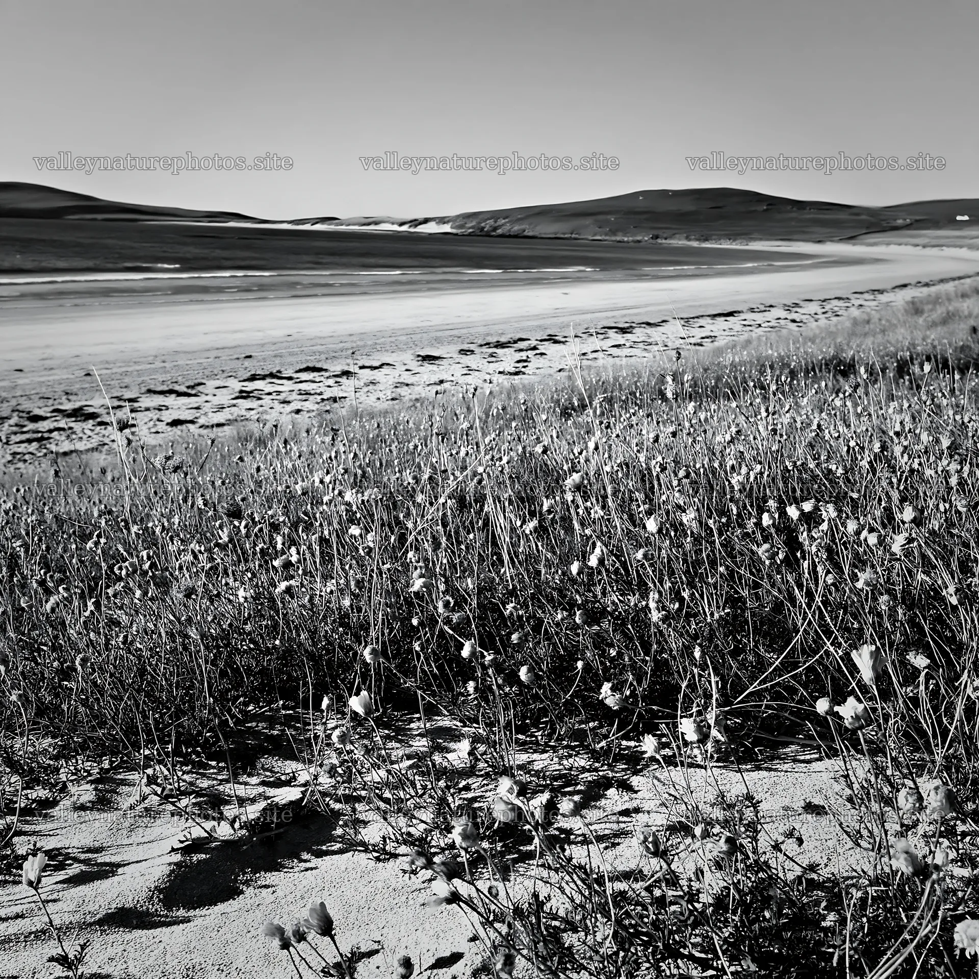 Machair beach meadow with grass and sand at low tide – nature photography 7938x7938