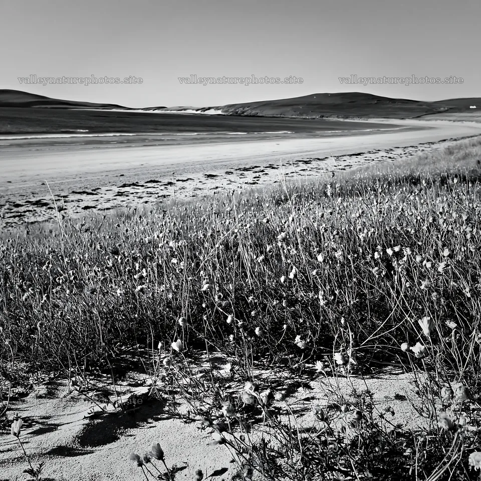 Machair beach meadow with grass and sand at low tide – nature photography 7938x7938
