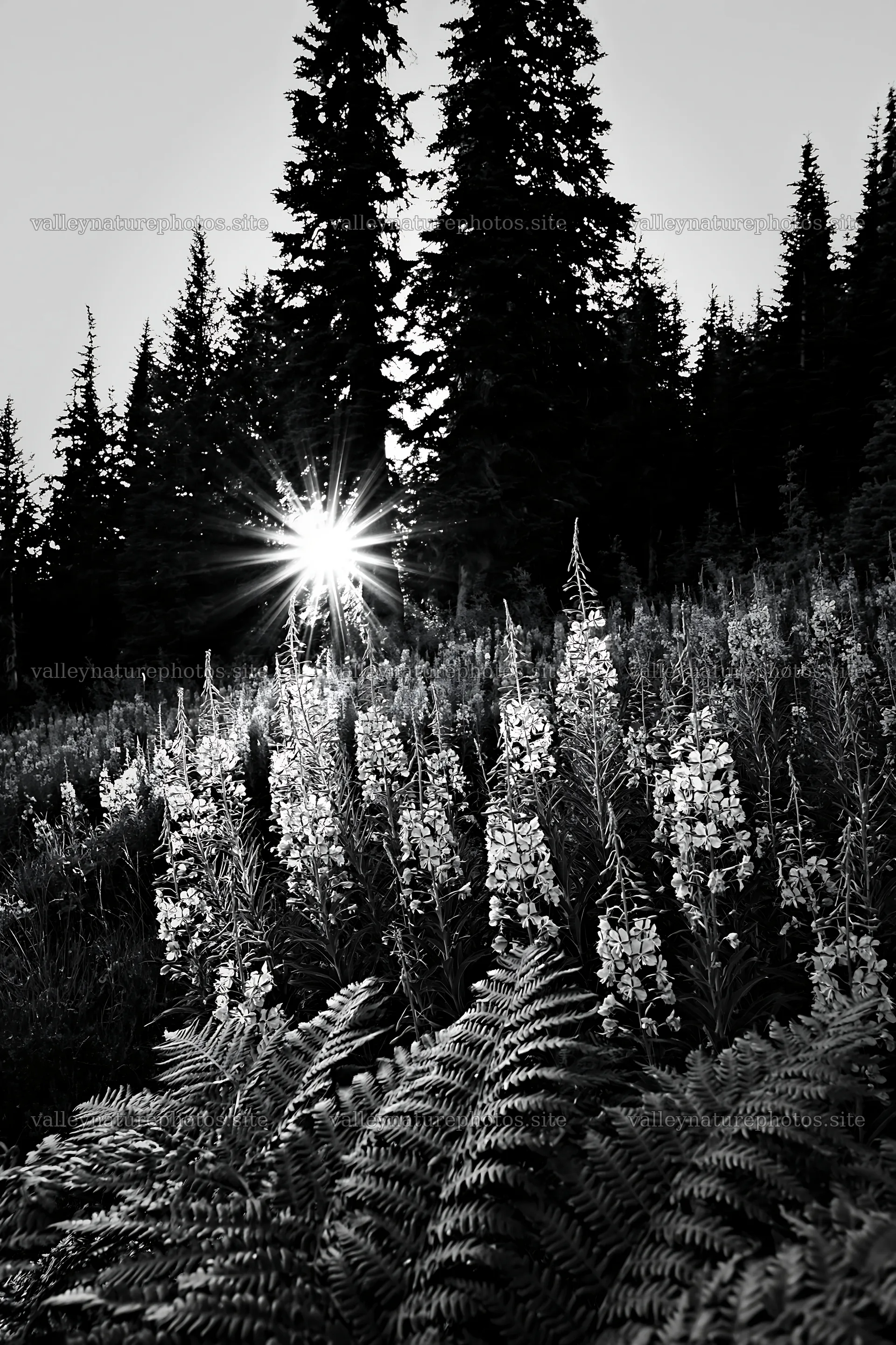 Fireweed meadow at sunset with sunlight streaming through trees – nature photography 6480x9722