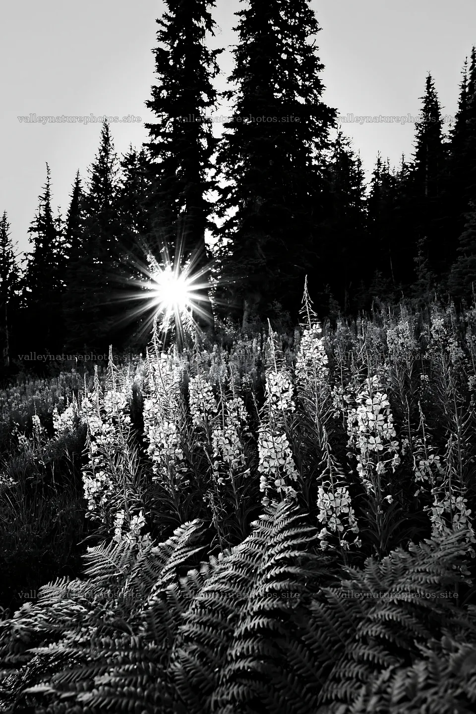 Fireweed meadow at sunset with sunlight streaming through trees – nature photography 6480x9722
