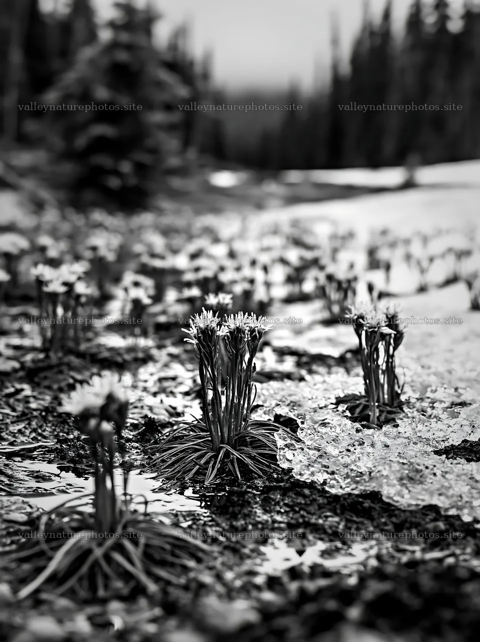 Snowmelt meadow with flowers in a mountain landscape – nature photography 6866x9174