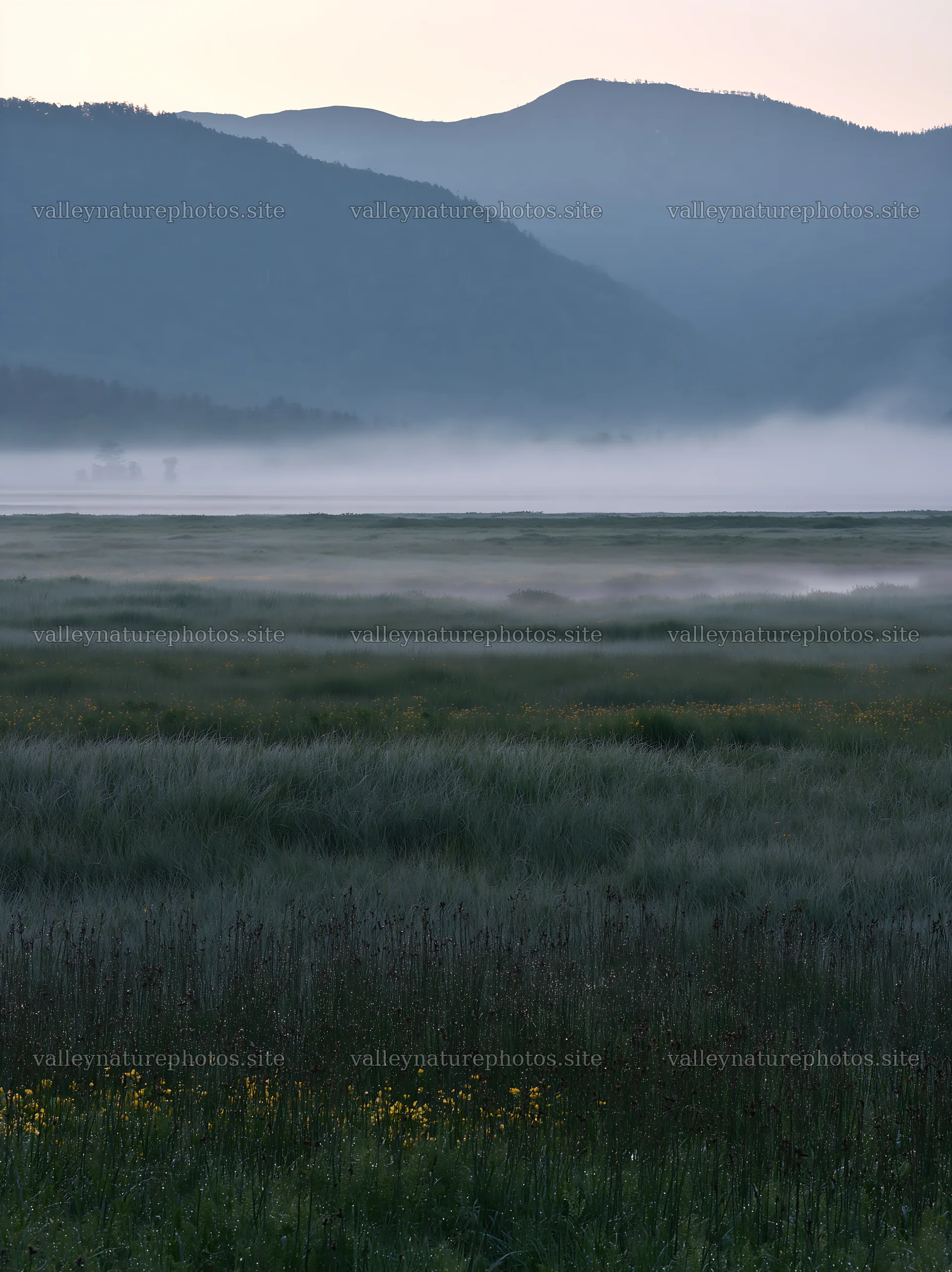 Snowmelt meadow with silver grasses in Akita at dawn – nature photography 6866x9174