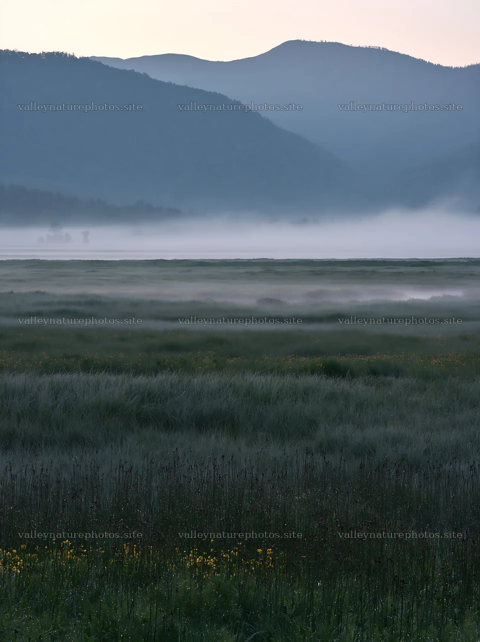 Snowmelt meadow with silver grasses in Akita at dawn – nature photography 6866x9174
