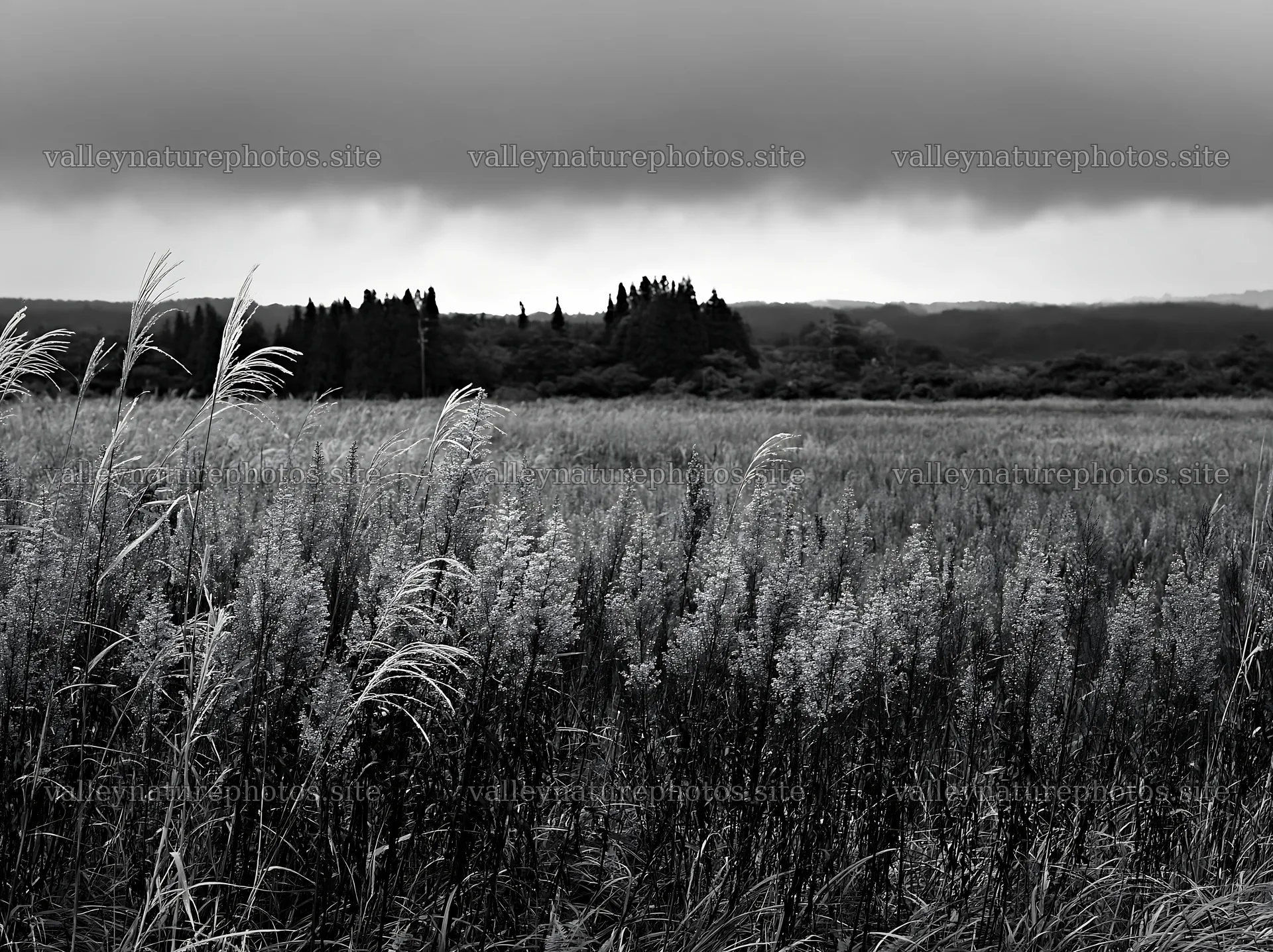 Aichi restored meadow autumn seedheads foreground – nature photography 9174x6866