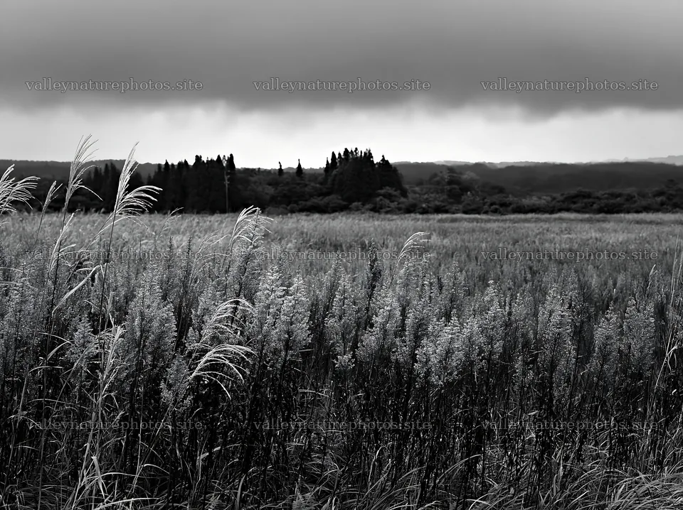 Aichi restored meadow autumn seedheads foreground – nature photography 9174x6866