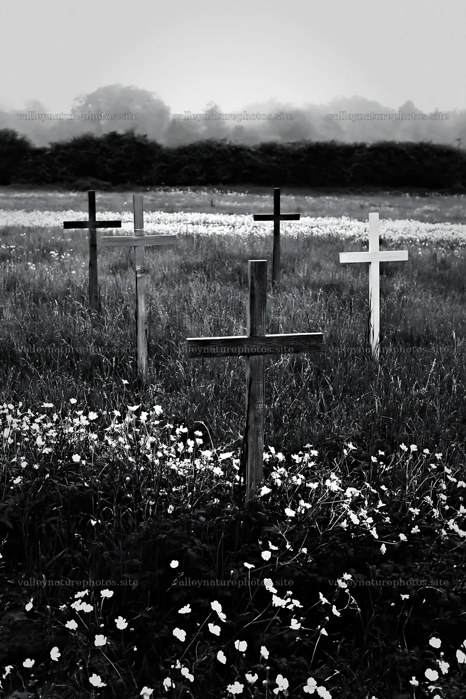 Christian crosses in a meadow surrounded by yellow flowers – nature photography 6480x9722