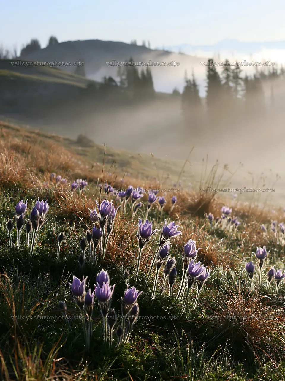 Sunny limestone meadow with warm grasses and purple flowers – nature photography 6866x9174