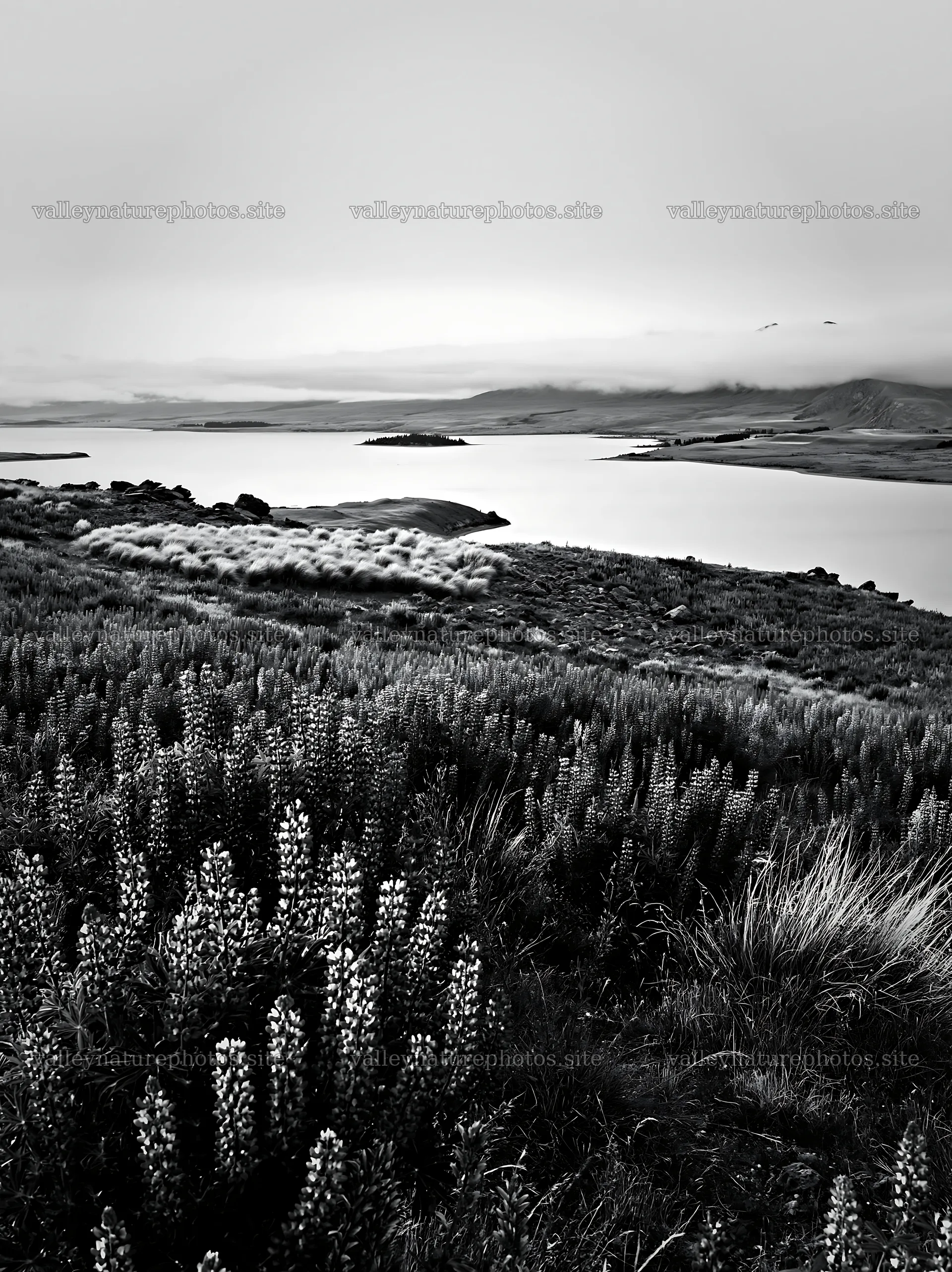 Lake Tekapo lupine meadow panorama with calm waters – nature photography 6866x9174