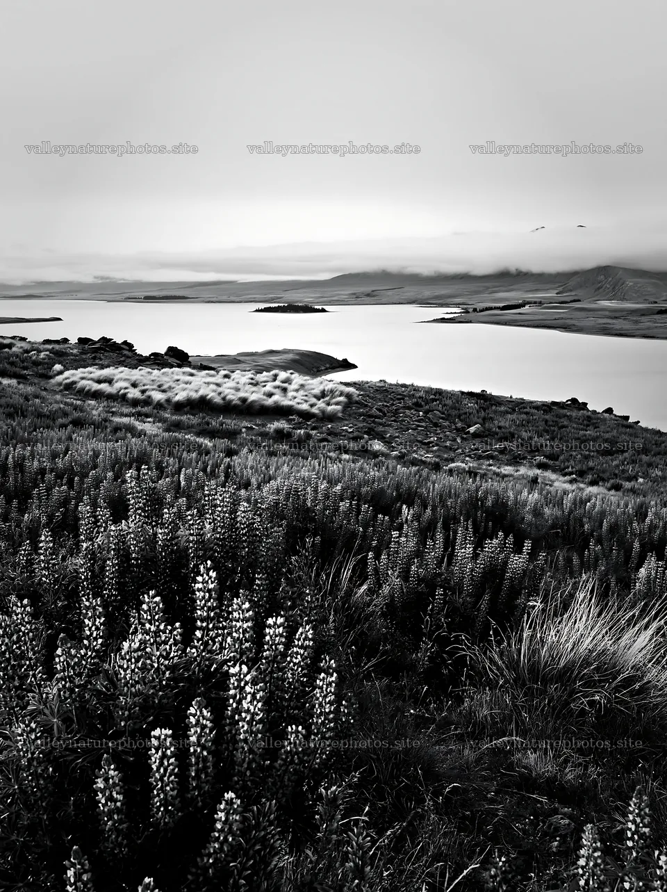 Lake Tekapo lupine meadow panorama with calm waters – nature photography 6866x9174