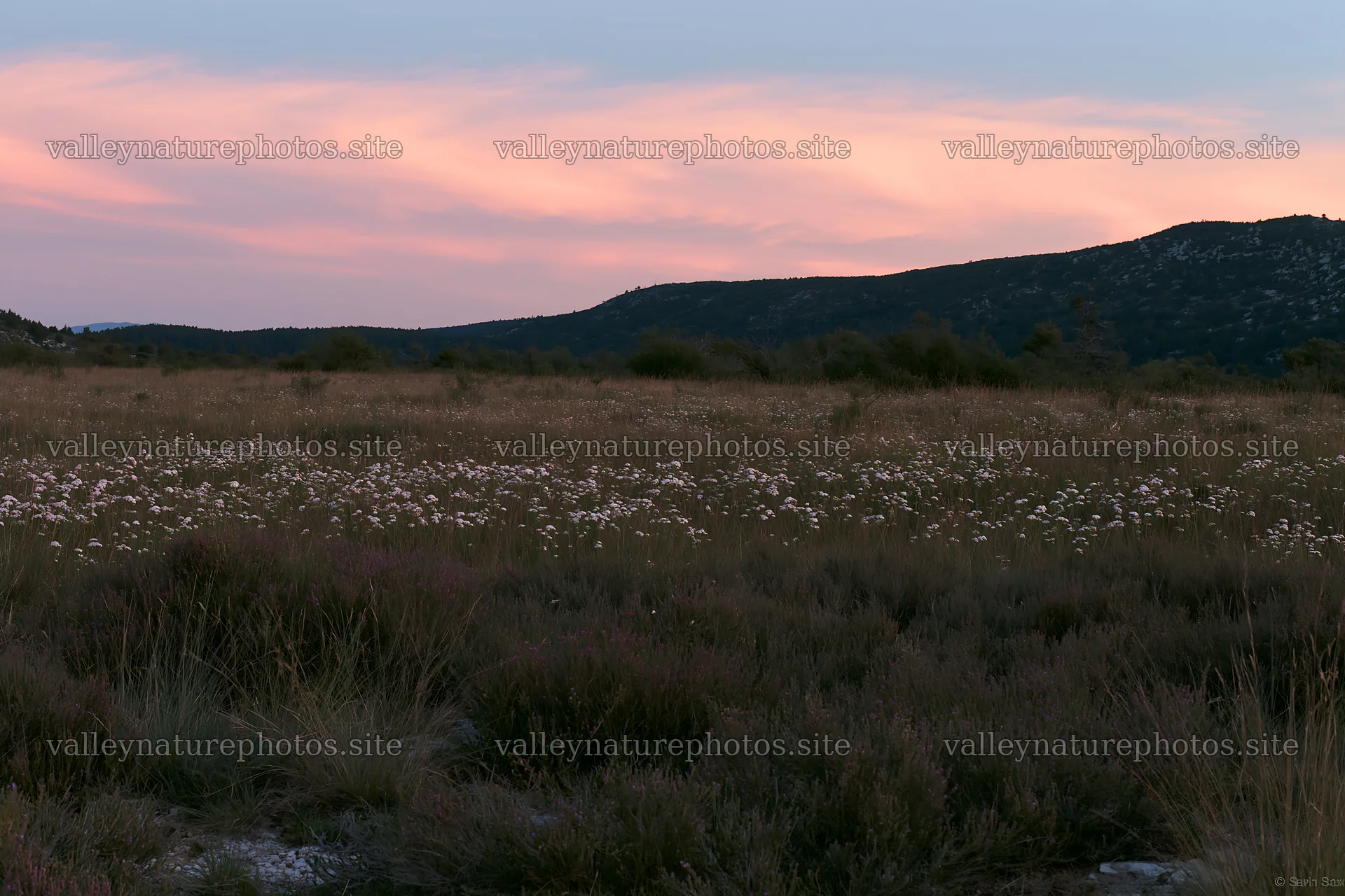 Yarrow meadow bloom during sunset in a mountain landscape – nature photography 9722x6480