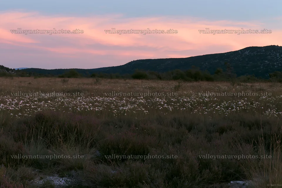Yarrow meadow bloom during sunset in a mountain landscape – nature photography 9722x6480