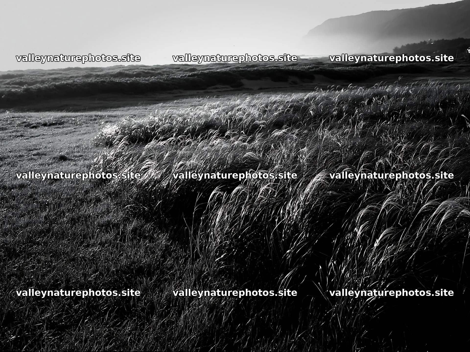 Tottori windy meadow with dune grasses in soft morning light – nature photography 9174x6866