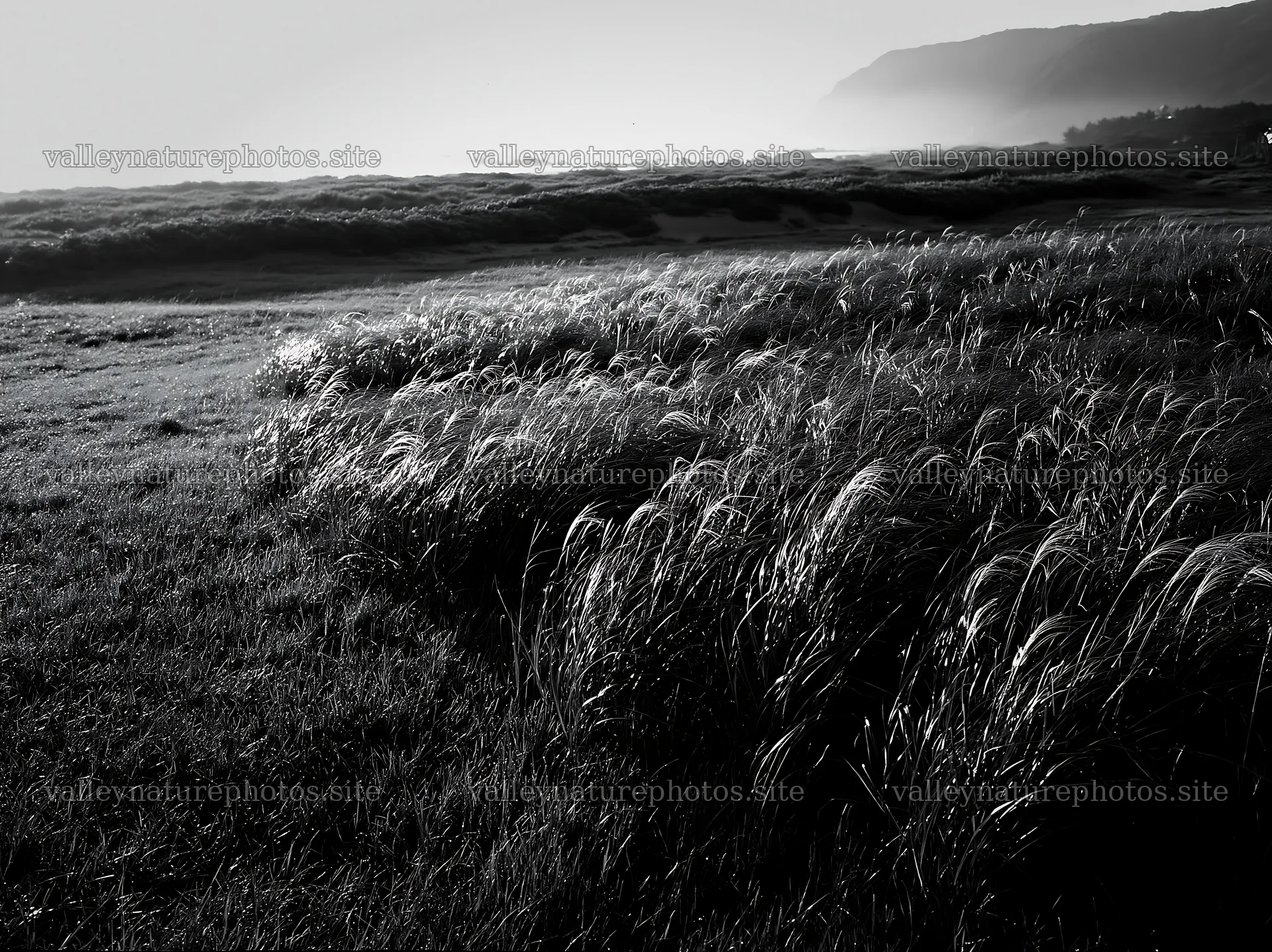 Tottori windy meadow with dune grasses in soft morning light – nature photography 9174x6866