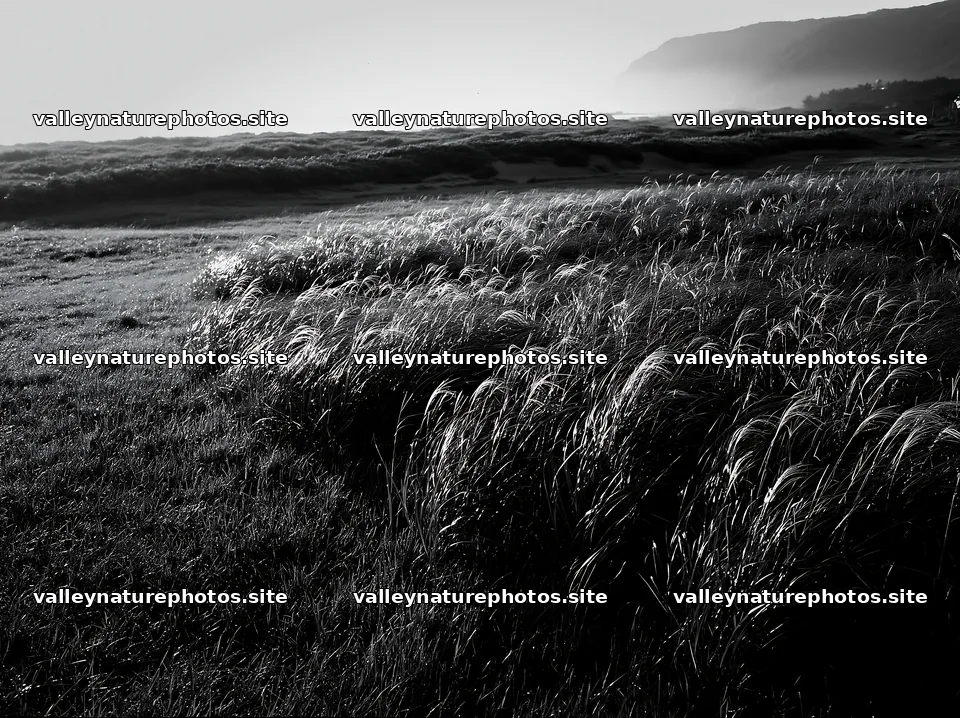 Tottori windy meadow with dune grasses in soft morning light – nature photography 9174x6866