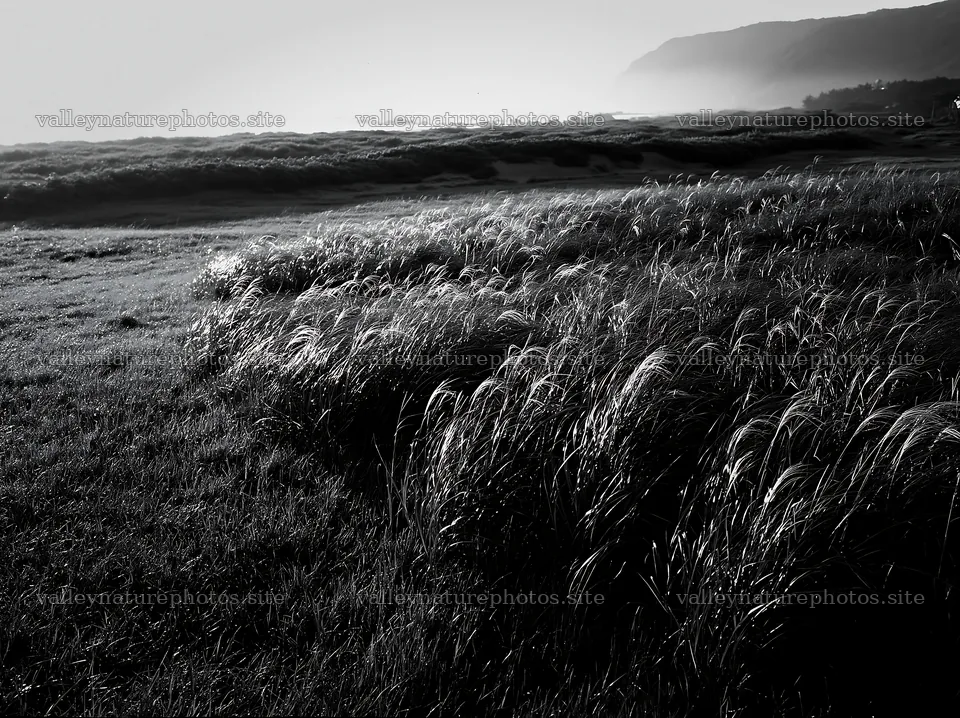 Tottori windy meadow with dune grasses in soft morning light – nature photography 9174x6866