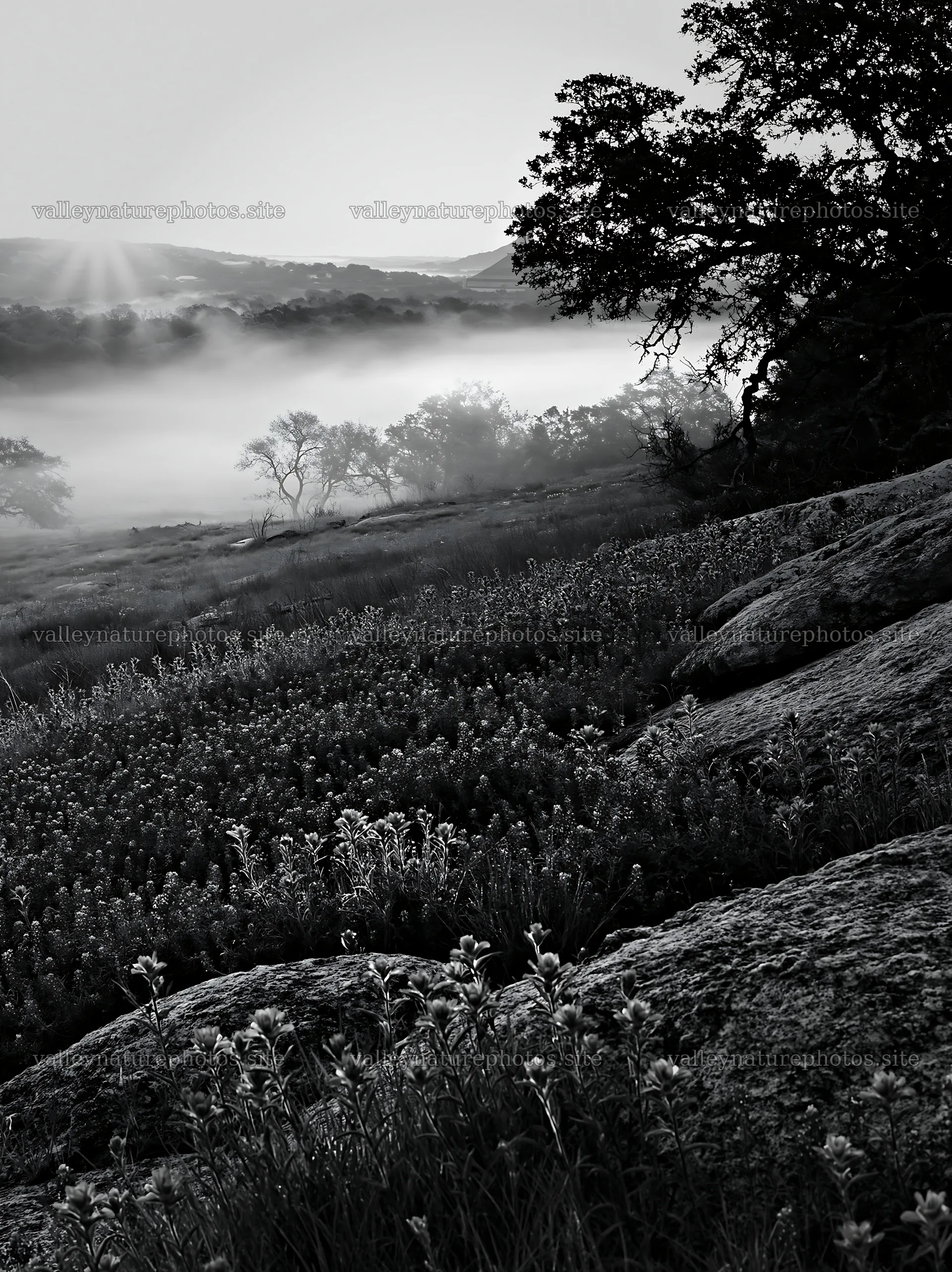 Bluebonnet meadow sunrise with mist and rocks in the background – nature photography 6866x9174