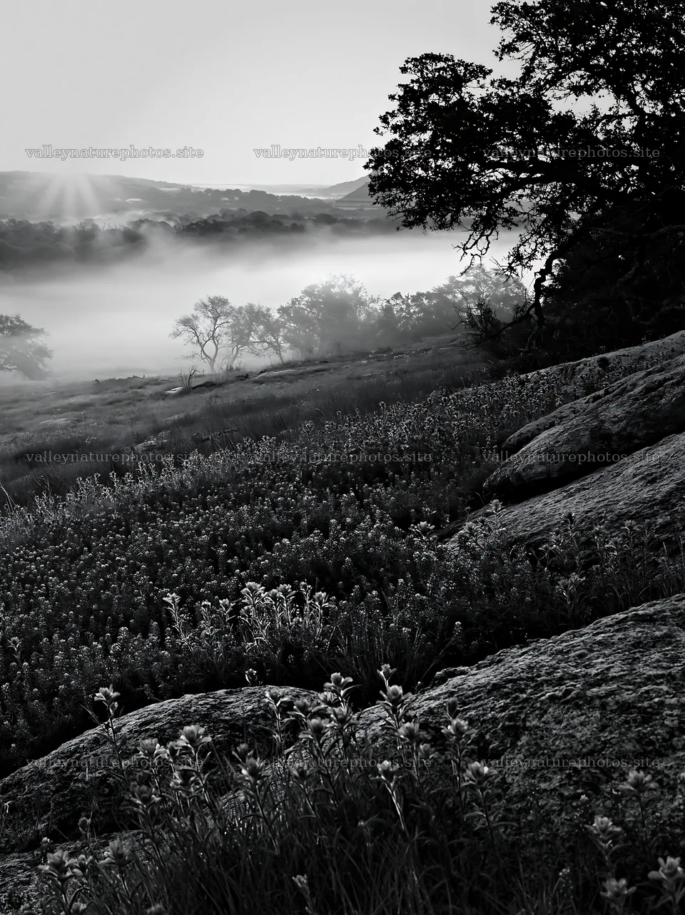 Bluebonnet meadow sunrise with mist and rocks in the background – nature photography 6866x9174