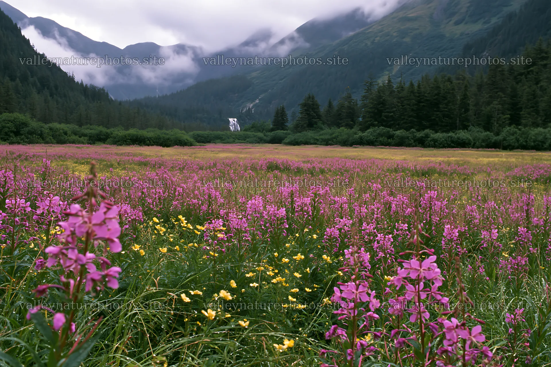 Meadow beside mountain cascade with flowers in bloom – nature photography 9722x6480