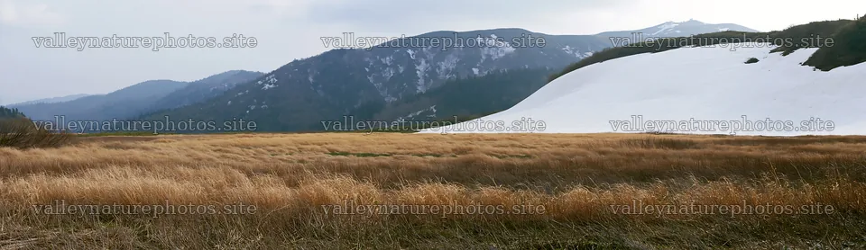 Akita snowmelt meadow with silver grasses in early spring – nature photography 14762x4268