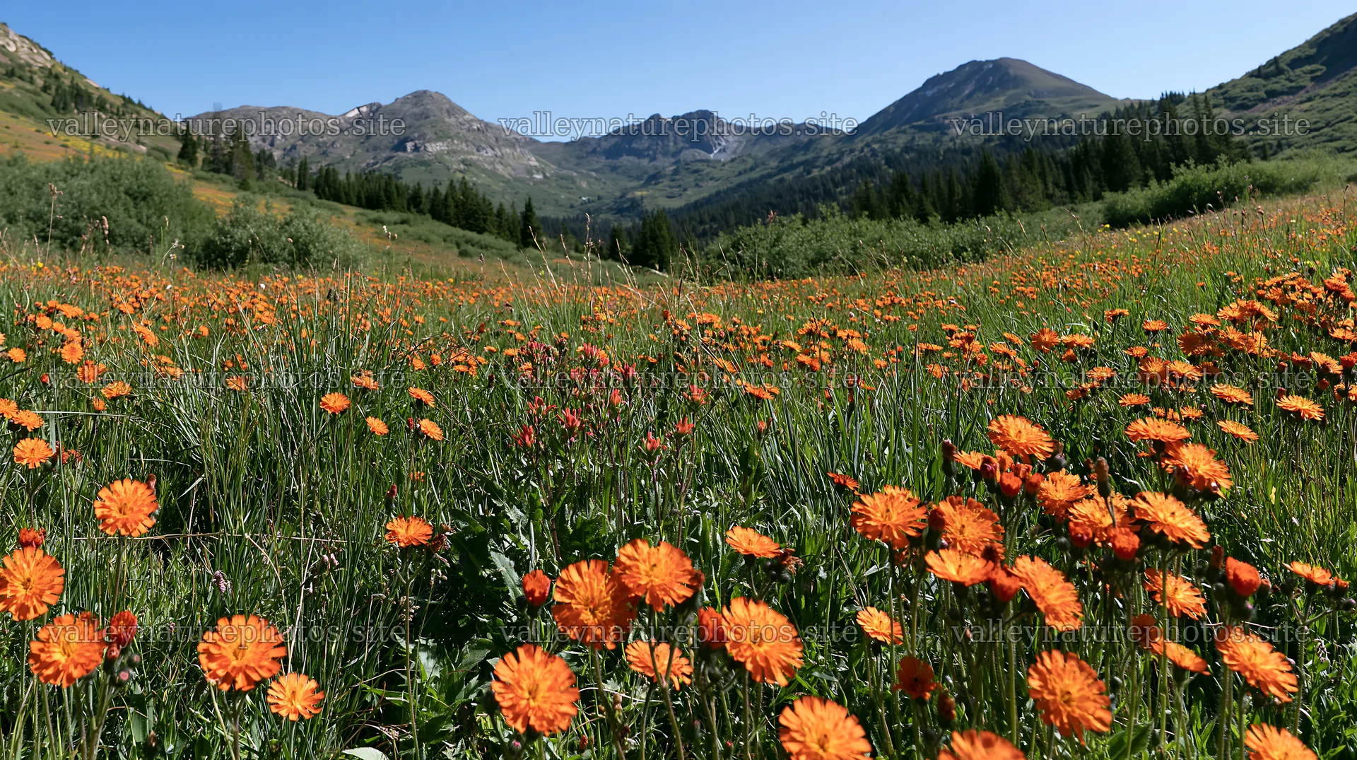 Sunny herb meadow filled with orange flowers under blue sky – nature photography 10608x5938