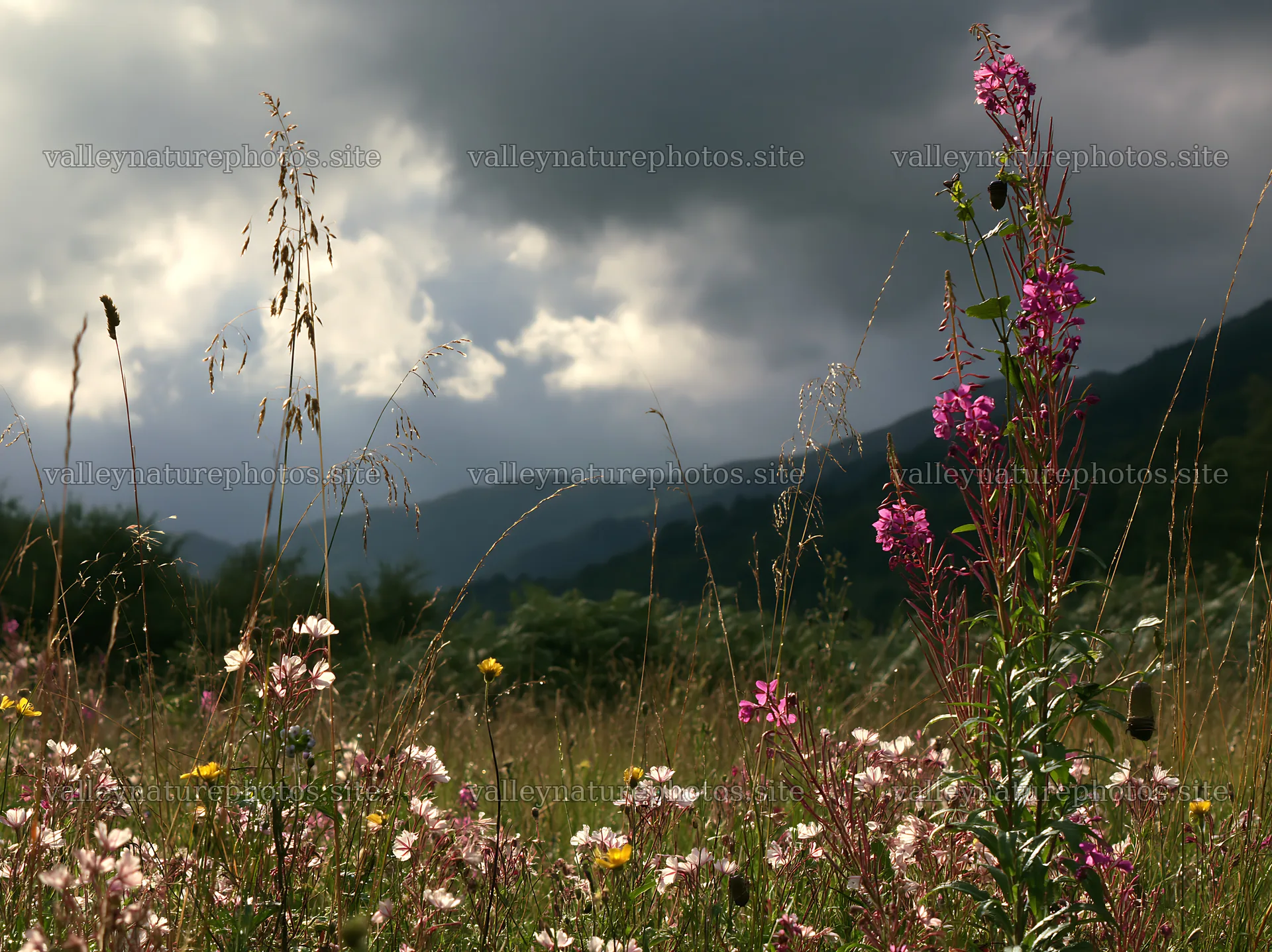 Christmas garlands in a meadow under clouds and light – nature photography 9174x6866