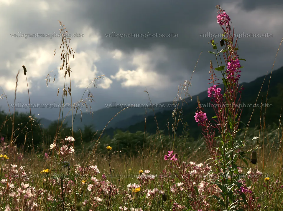 Christmas garlands in a meadow under clouds and light – nature photography 9174x6866