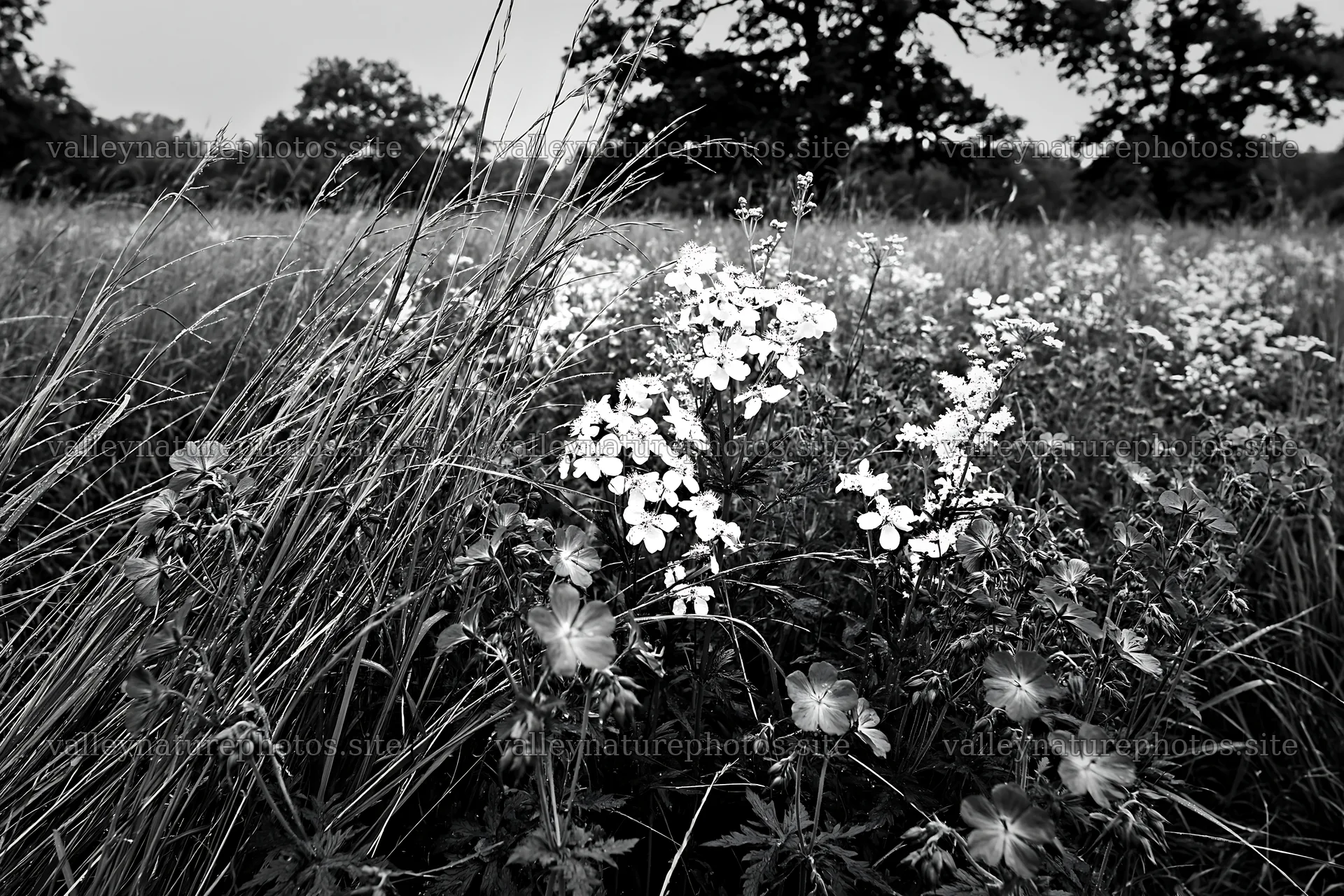 Tall grass meadow with wildflowers in black and white – nature photography 9722x6480