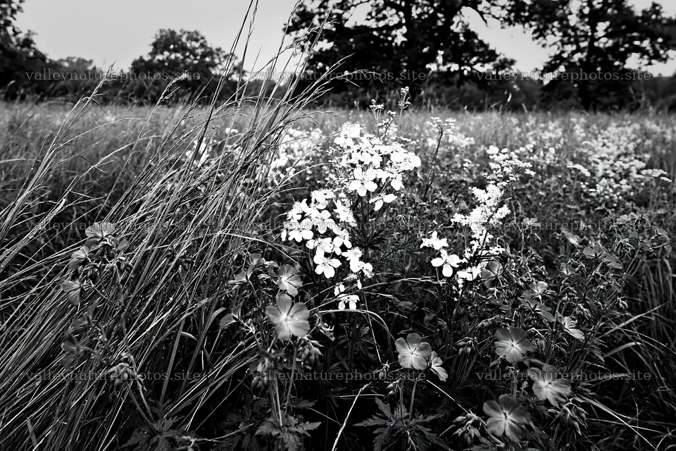 Tall grass meadow with wildflowers in black and white – nature photography 9722x6480
