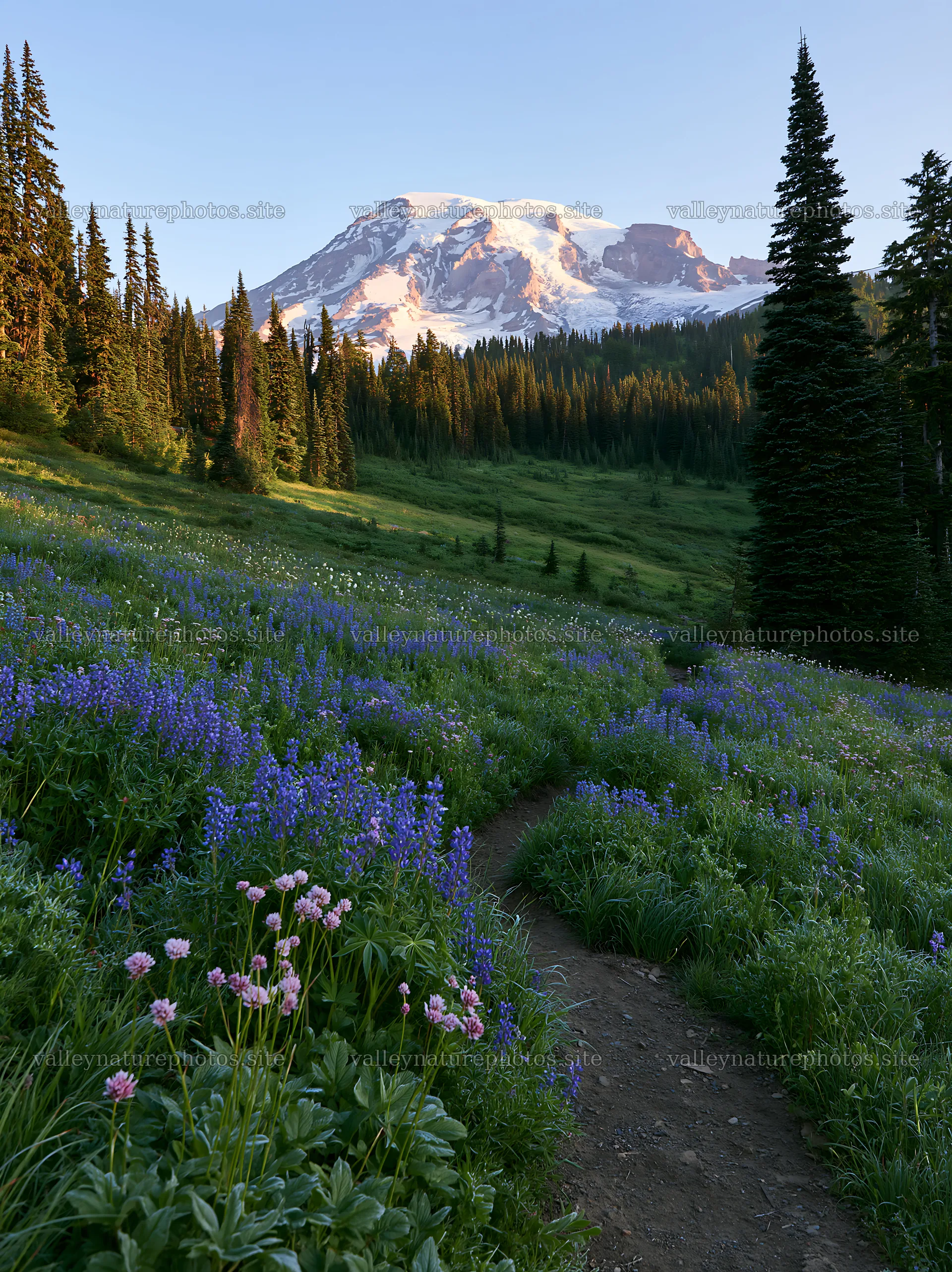 Mount Rainier wildflower meadow sunrise – nature photography 6866x9174