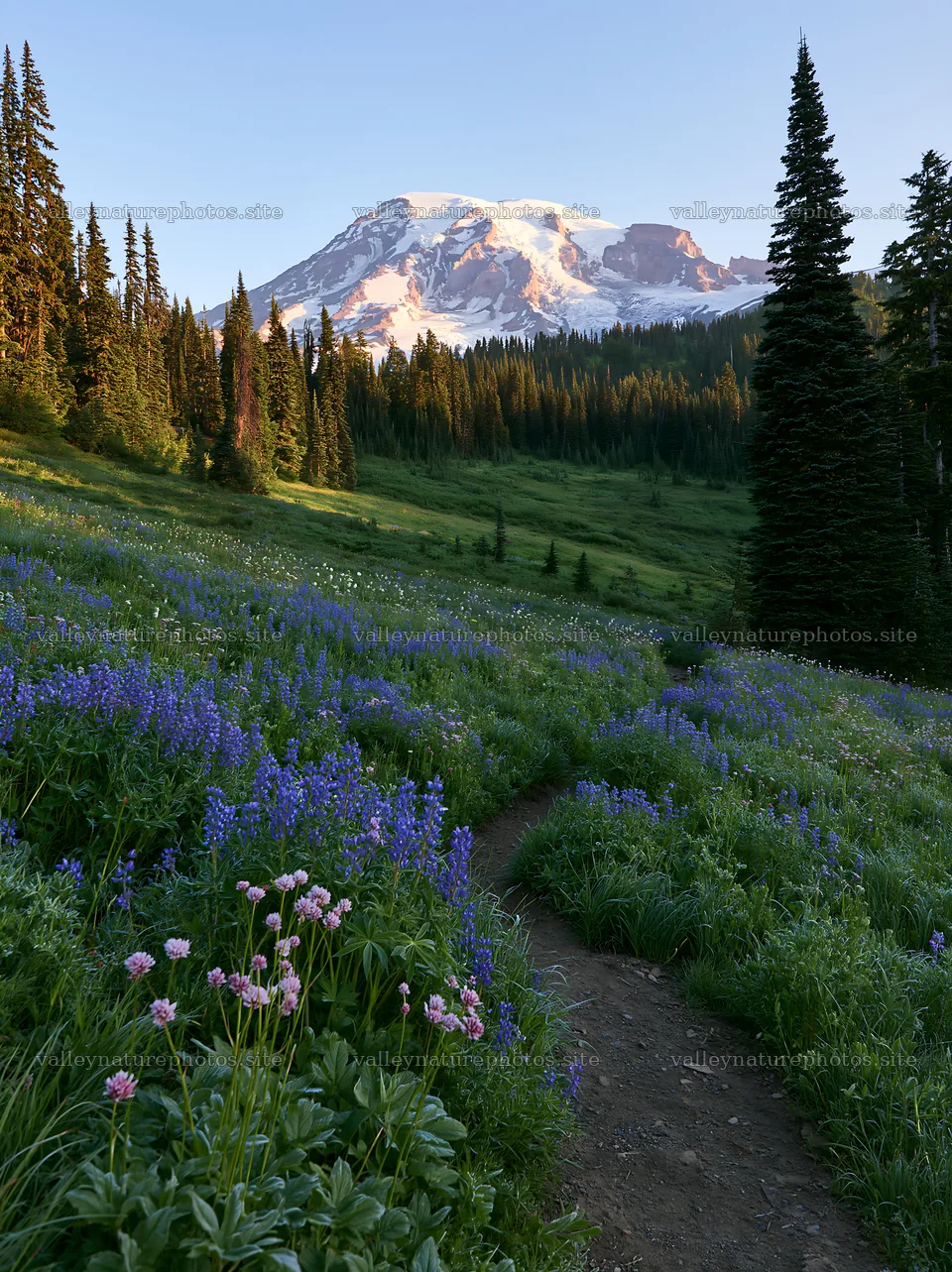 Mount Rainier wildflower meadow sunrise – nature photography 6866x9174