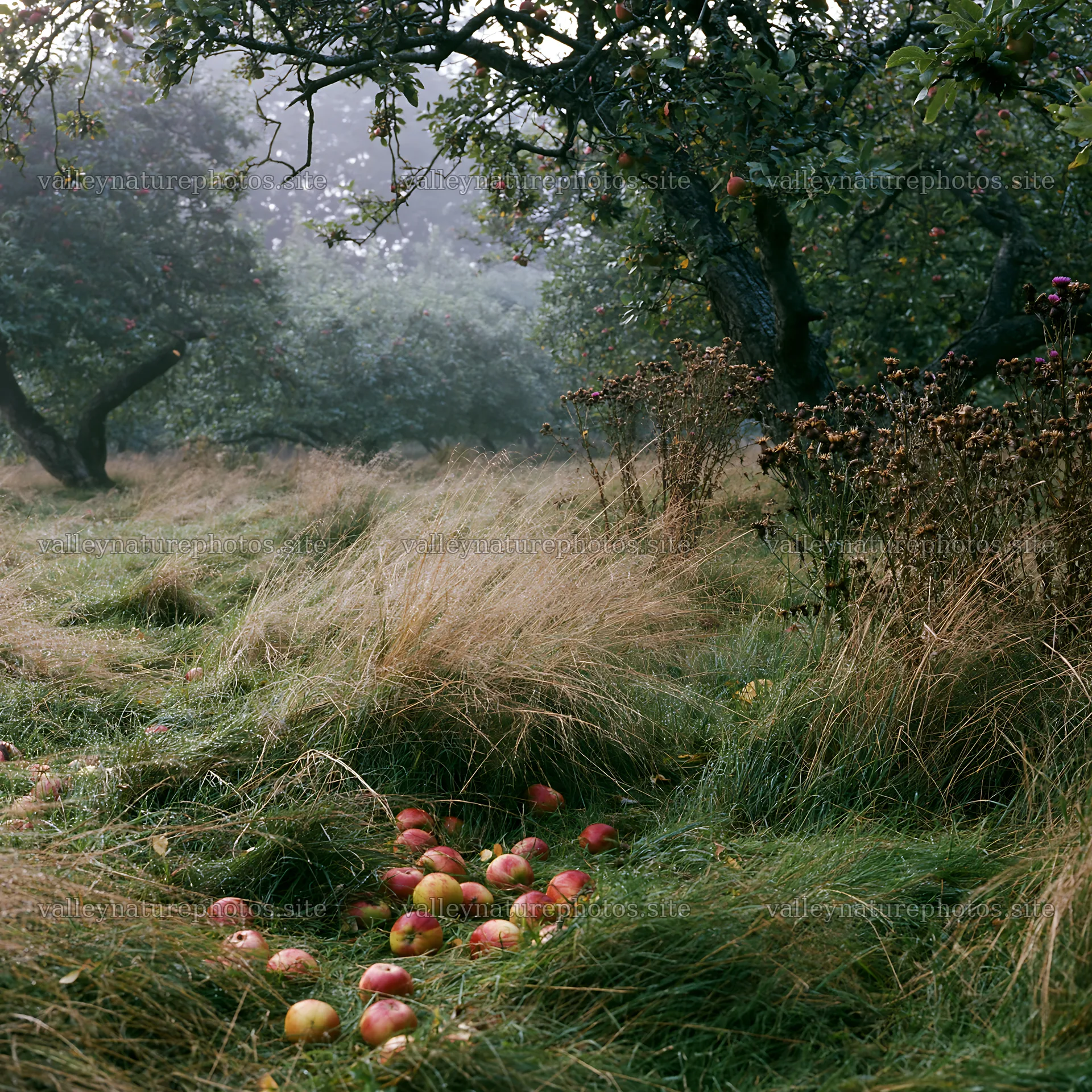Moody orchard meadow with fallen apples and tall grass – nature photography 7938x7938