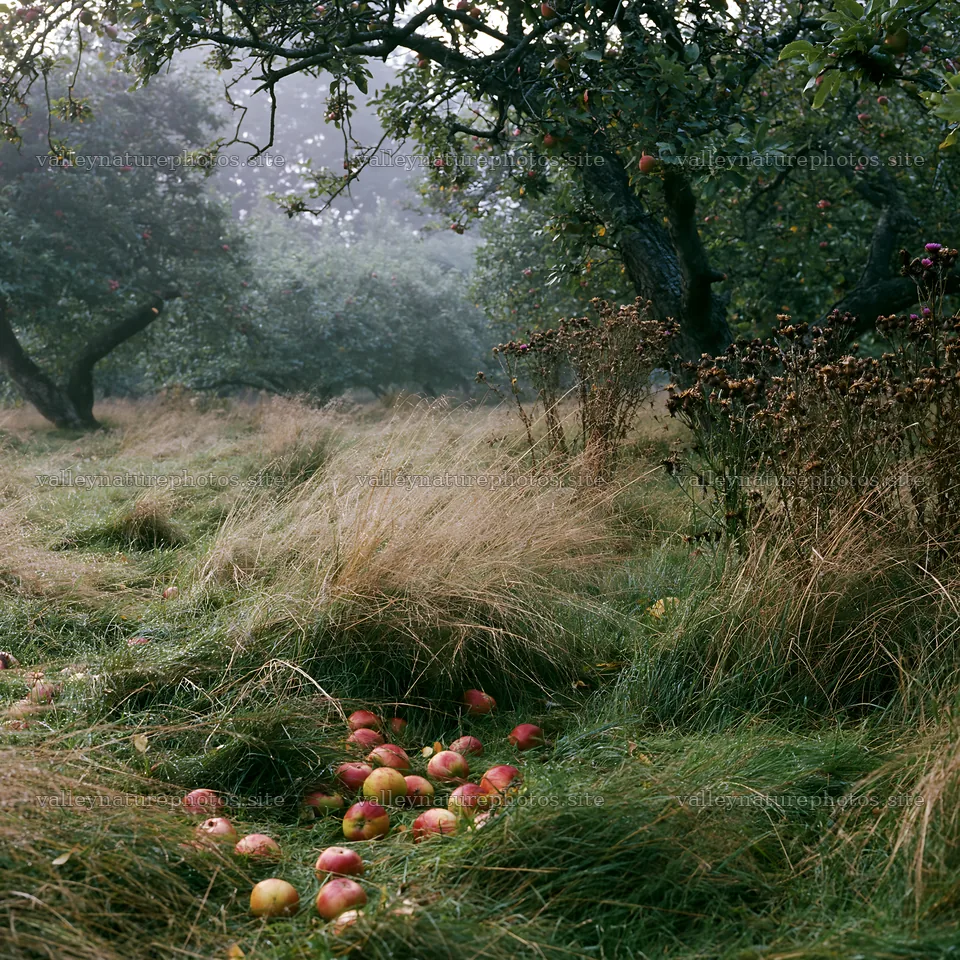 Moody orchard meadow with fallen apples and tall grass – nature photography 7938x7938