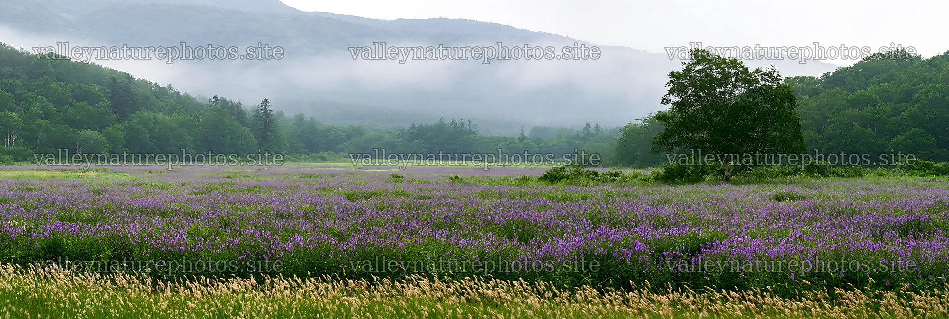 Iwate rain refreshed meadow seedhead foreground – nature photography 13690x4602