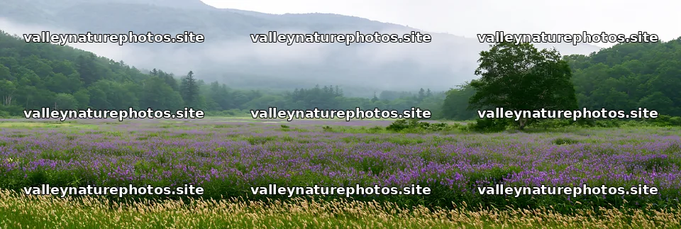 Iwate rain refreshed meadow seedhead foreground – nature photography 13690x4602