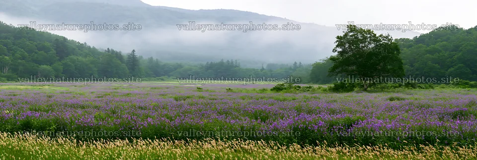 Iwate rain refreshed meadow seedhead foreground – nature photography 13690x4602