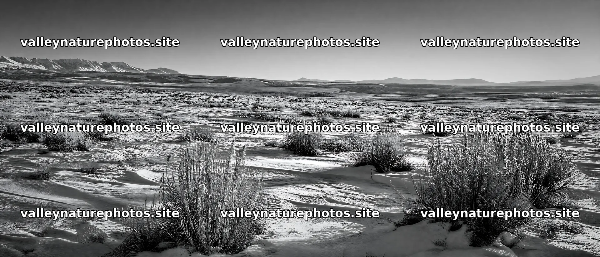 Seedhead meadow with snow and mountains in the background – nature photography 12116x5200