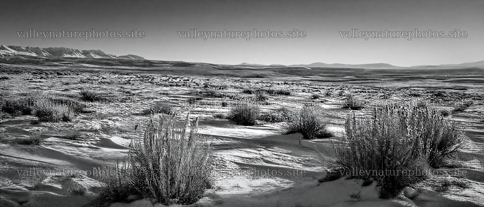 Seedhead meadow with snow and mountains in the background – nature photography 12116x5200