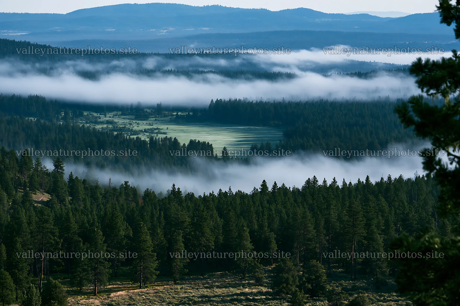 Pine forest meadow with mist and distant hills – nature photography 9722x6480