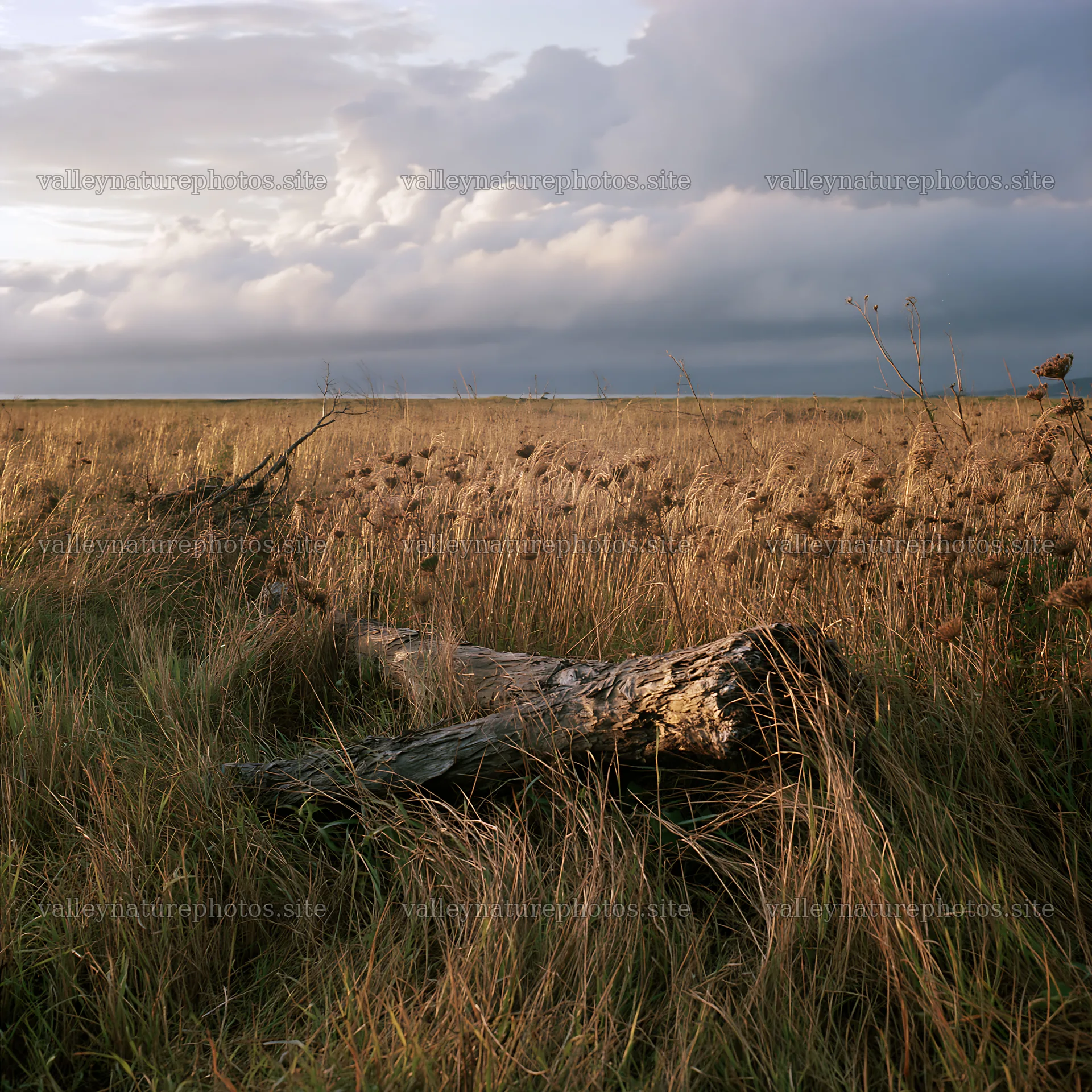 Ishikawa coastal meadow storm washed driftwood on grassy land – nature photography 7938x7938