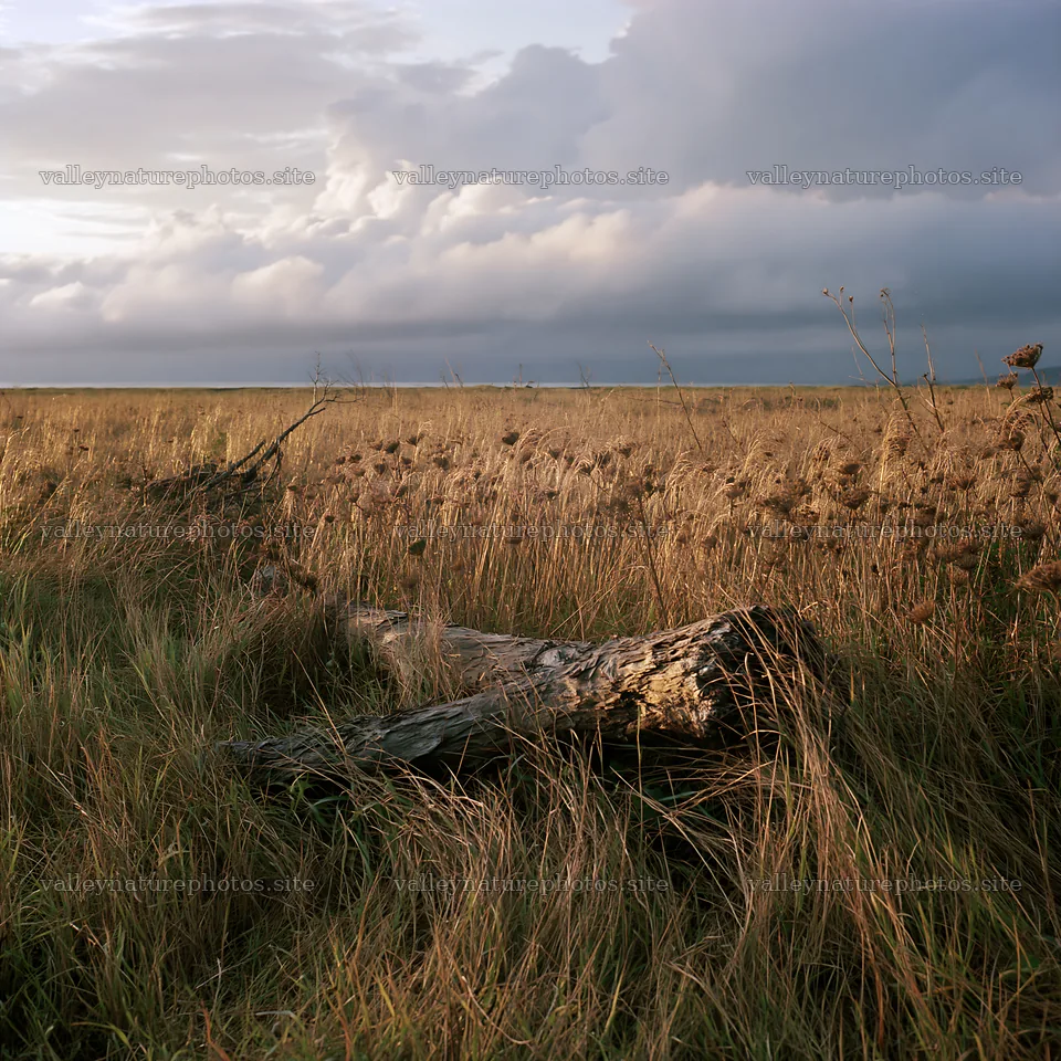 Ishikawa coastal meadow storm washed driftwood on grassy land – nature photography 7938x7938