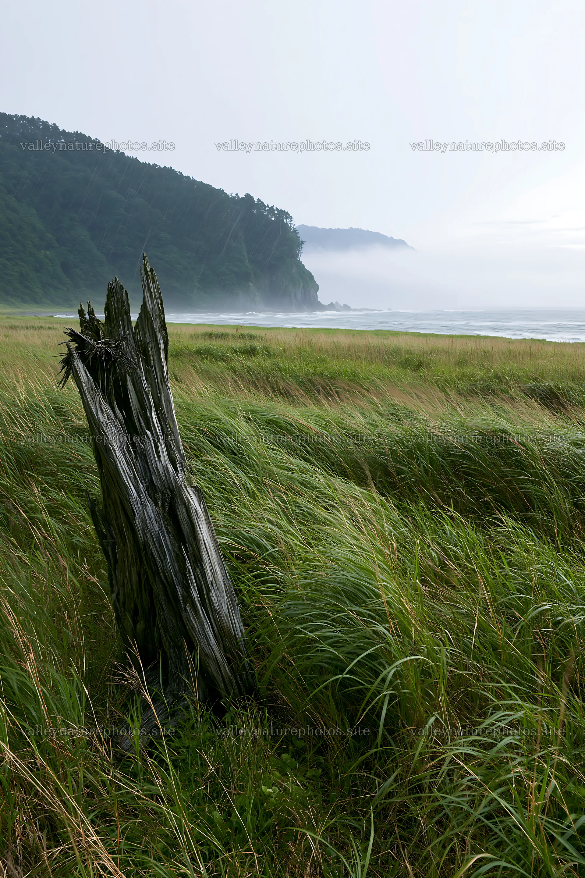 Ishikawa coastal meadow storm washed driftwood in grass – nature photography 6480x9722