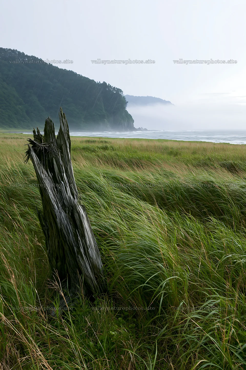 Ishikawa coastal meadow storm washed driftwood in grass – nature photography 6480x9722