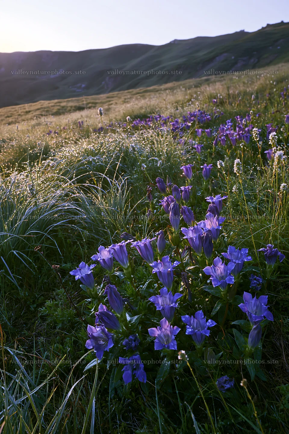 Silver dew meadow with purple flowers in sunlight – nature photography 6480x9722