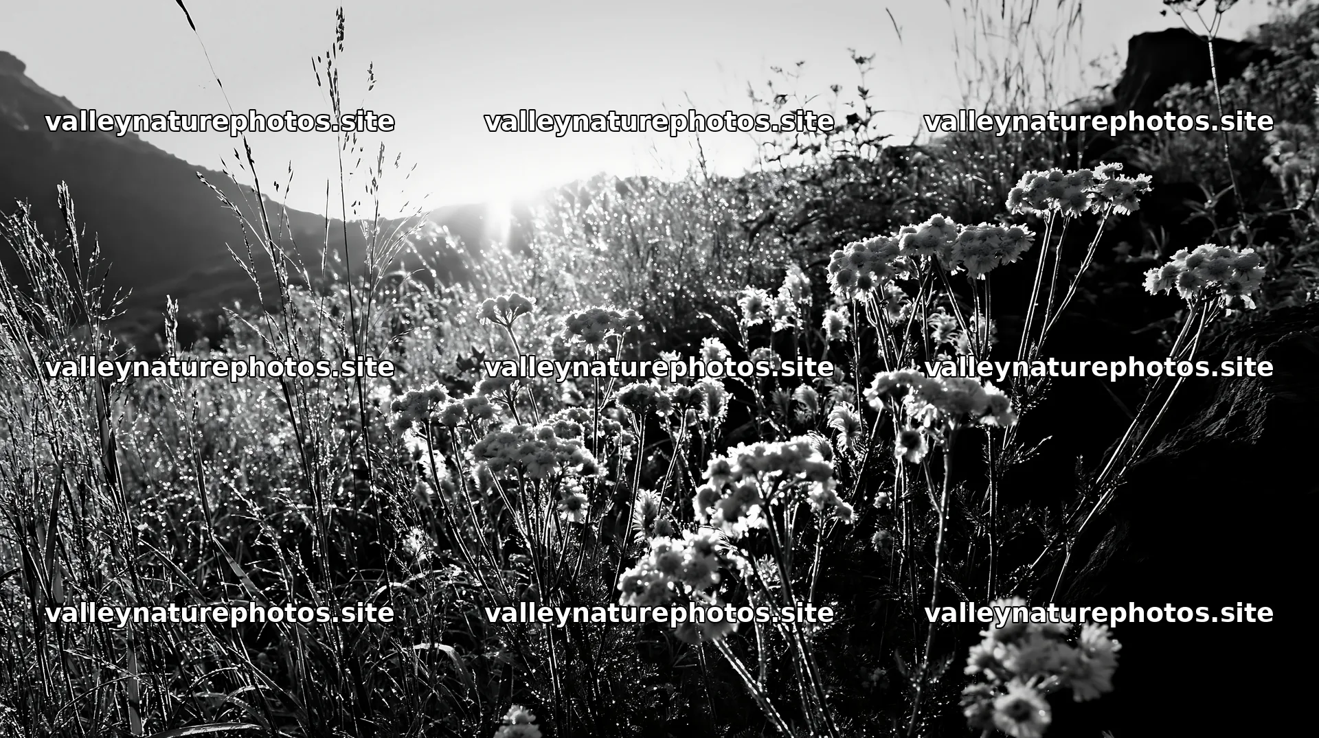Yamanashi regenerative meadow with basalt stones at sunrise – nature photography 10608x5938