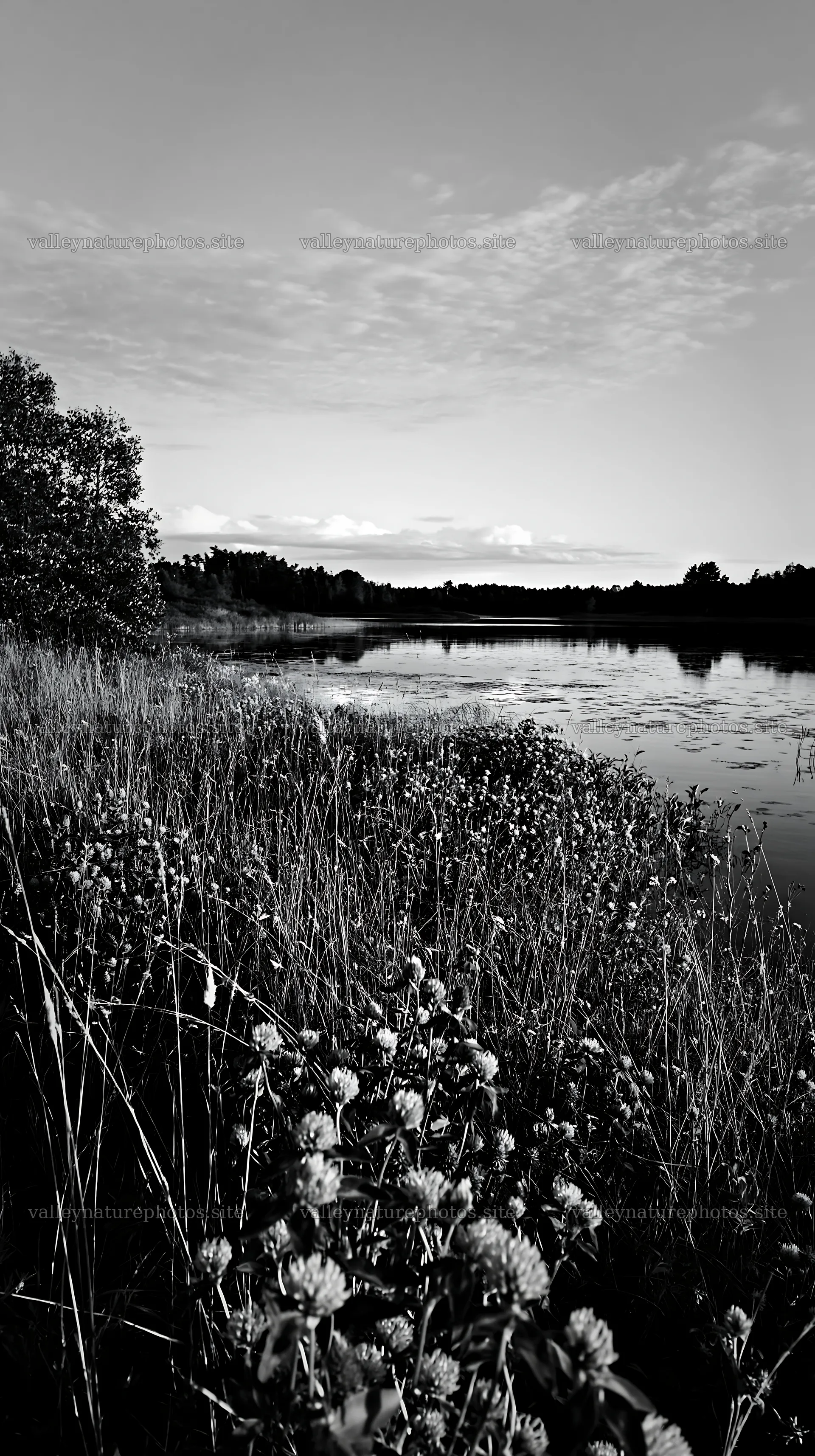 Sunlit lakeside meadow with grass and flowers – nature photography 5938x10608
