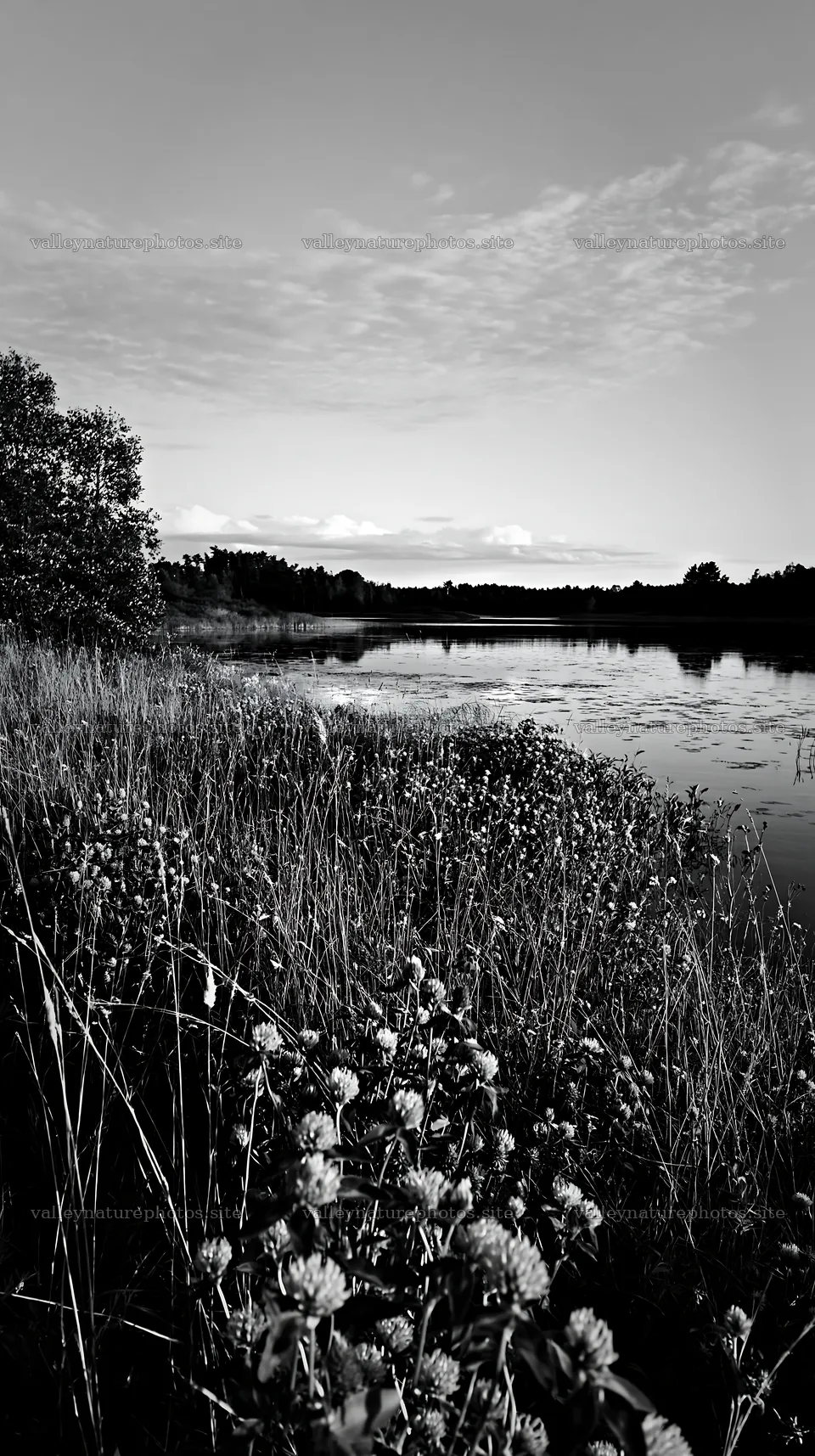 Sunlit lakeside meadow with grass and flowers – nature photography 5938x10608
