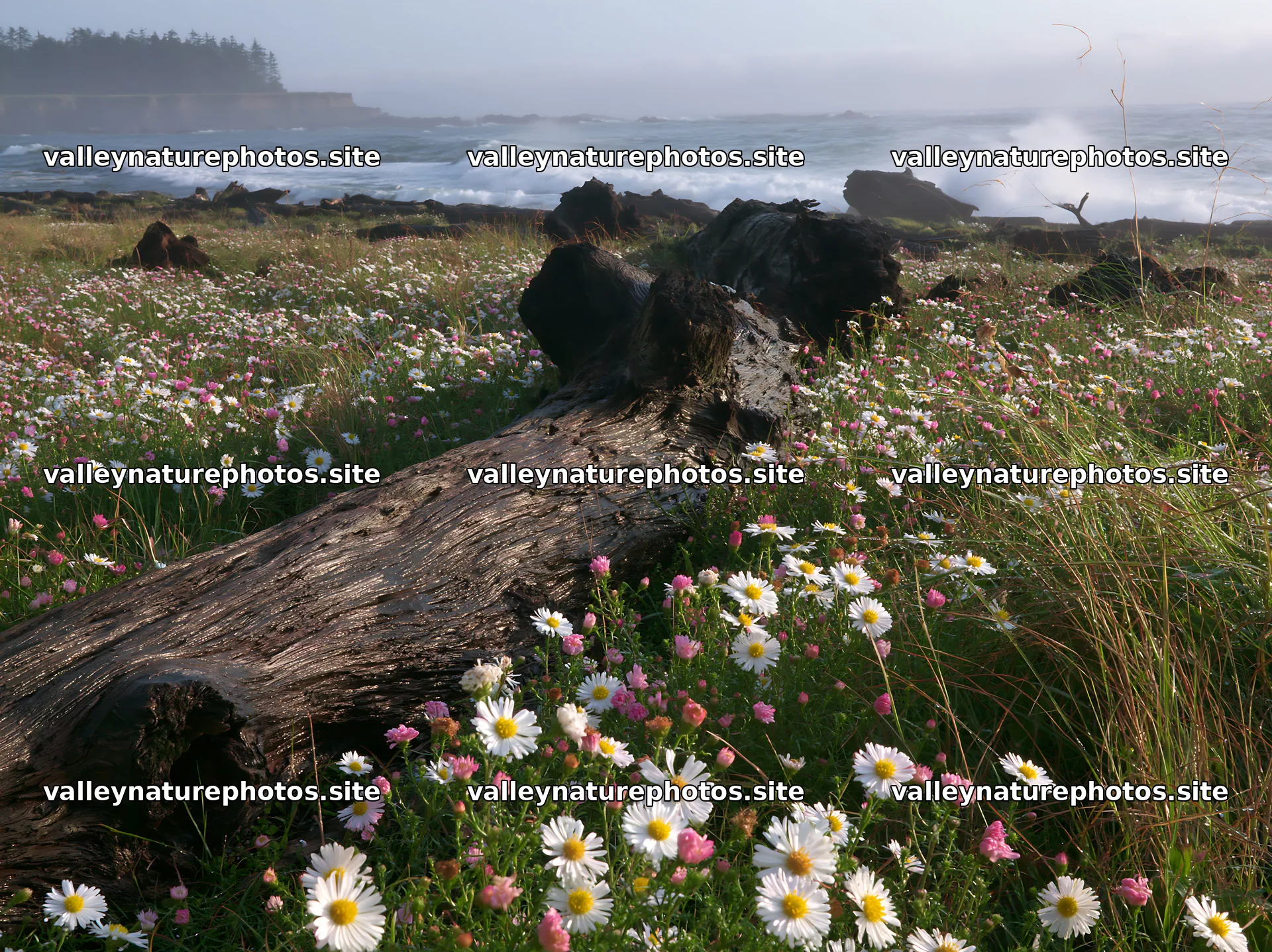 Ishikawa coastal meadow storm washed driftwood in grass and flowers – nature photography 9174x6866